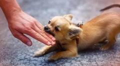 Zašto su mali psi tako zli